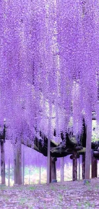 Plant Purple Violet Live Wallpaper