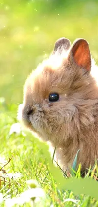 cute fluffy bunnies wallpaper