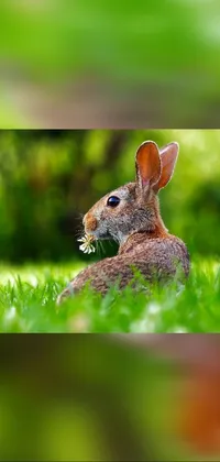 Plant Rabbit Rabbits And Hares Live Wallpaper