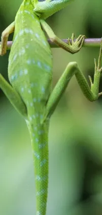 This phone live wallpaper showcases a breathtaking snapshot of a green lizard as it perches on a branch