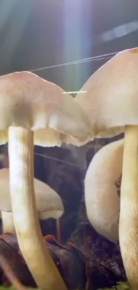 Transform your phone screen into a magical meadow with this captivating live wallpaper featuring mushrooms in lush greenery
