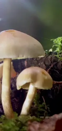 This live wallpaper depicts a group of vibrant mushrooms on a bed of moss