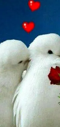 This live wallpaper features a delightful image of two white doves nestled together