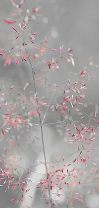 Plant Red Branch Live Wallpaper