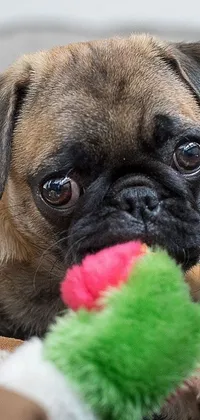 Decorate your mobile phone's homescreen with an adorable, mischievous pug chewing on a toy in this live wallpaper