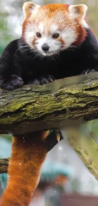 Beautiful live wallpaper featuring a red panda perched on a tree branch