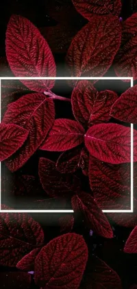 This lively live wallpaper for your phone showcases gorgeous red leaves paired with a central white rectangle