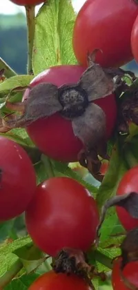 This phone live wallpaper features a vibrant close-up photo of ripe tomatoes on a tree