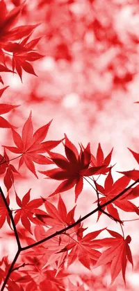 Plant Red Tree Live Wallpaper
