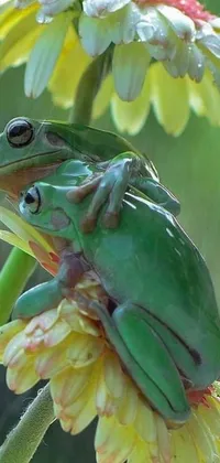 This live wallpaper brings nature to life with an adorable frog perched on a colorful flower in the rain