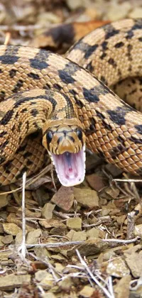 This phone live wallpaper features a close-up of a cobra with its mouth open