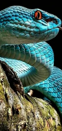 This phone live wallpaper showcases a surreal image of a blue snake coiled on a tree branch amidst a dense jungle