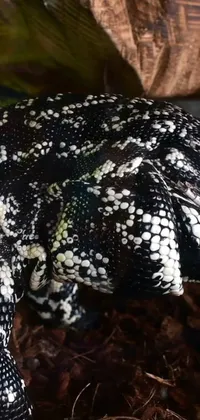 Experience the breathtaking beauty of a black and white lizard with this phone live wallpaper