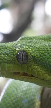 This phone live wallpaper offers a stunning close-up view of a green snake on a tree, showing off its intricate skin patterns and sleek head