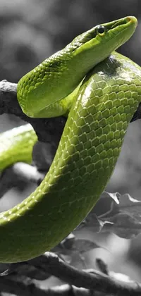 Bring some edge to your phone's wallpaper with this stunning cobra on a tree branch in monochromatic green