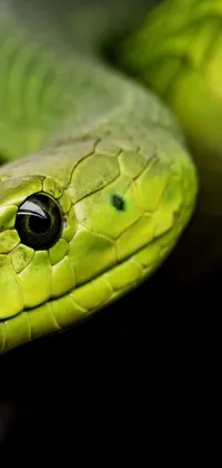 If you're in search of a phone background that's fierce, striking, and guaranteed to catch the eye - look no further! This close-up, photorealistic image features the vivid head of a green snake, complete with sharp fangs and intricate scales