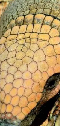 Plant Reptile Snout Live Wallpaper