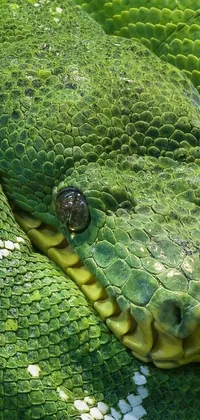 Green Snake Live Wallpaper features a close-up of a green snake's head with scales and a forked tongue