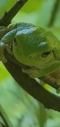 Introducing a lively phone live wallpaper showcasing an adorable green frog resting on top of a tree branch amidst a serene outdoor background