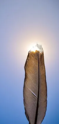 This phone live wallpaper showcases a stunning close-up of an eagle feather's tail against a vibrant blue sky