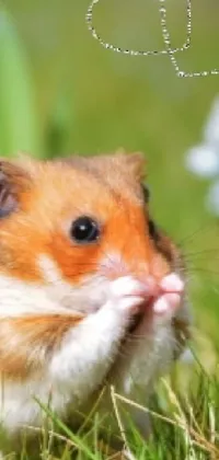 Plant Rodent Fawn Live Wallpaper