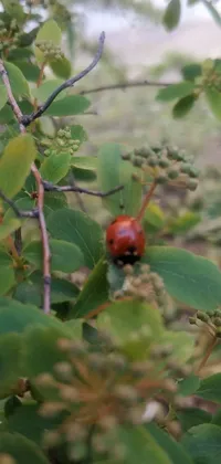 This live wallpaper showcases a vivid and enchanting ladybug perched on a lush green tree branch