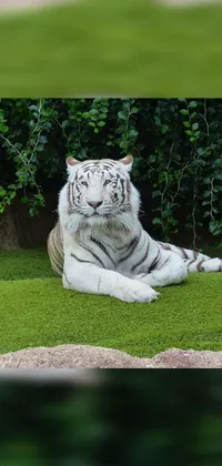 Experience the beauty of nature every day with our stunning white tiger live wallpaper! This mesmerizing creation features a majestic white tiger laying peacefully on a beautiful green field with vibrant flowers like sunflowers, daisies, and roses