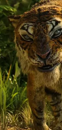 Get a stunning and detailed live wallpaper for your phone with a hyper-detailed image of a tiger walking in grass