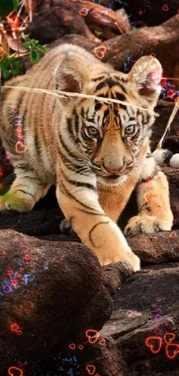 Plant Siberian Tiger Felidae Live Wallpaper