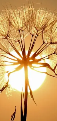 This live wallpaper captures the beauty of nature with a close-up view of a golden flower and the sun shining in the background