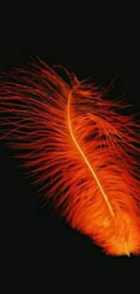 This phone live wallpaper depicts an orange feather against a black background with glowing lava-like accents