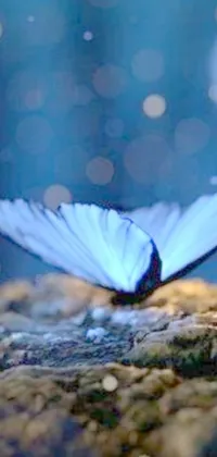 This stunning live wallpaper features a macro photograph of a blue butterfly perched on a rock