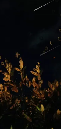 Plant Sky Astronomical Object Live Wallpaper