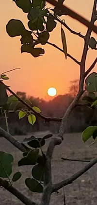 This phone live wallpaper portrays a picturesque landscape of a tree set against a stunning sunset