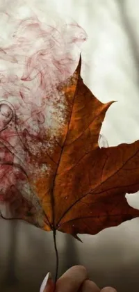 This Canadian maple leaf live wallpaper features smoke emanating from a split leaf