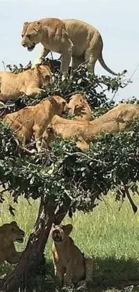 This nature-themed live wallpaper features a group of majestic lions sitting atop a tree, creating a stunning and captivating display on your phone
