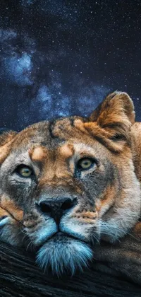 This dynamic live wallpaper showcases a fierce and majestic lion resting on a log