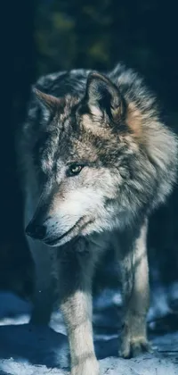 This live phone wallpaper features a realistic image of a wolf walking in the snow