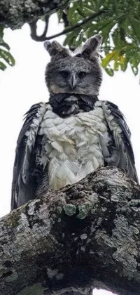 Feast your eyes on this remarkable owl live wallpaper for your phone! This stunning image features a majestic owl perched on a tree branch, with its grandiose wingspan showcased in breathtaking detail