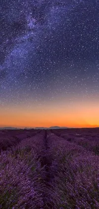 This stunning live wallpaper displays a beautiful lavender field under a star-filled sky