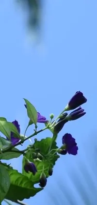 Plant Sky Flower Live Wallpaper