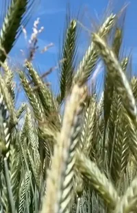 Plant Sky Khorasan Wheat Live Wallpaper