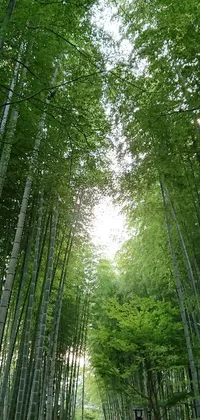 This phone live wallpaper features a breathtaking view of a bamboo forest