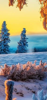 This live wallpaper for phones showcases a picturesque landscape of two snow-covered trees surrounded by a light orange mist that creates a romantic atmosphere