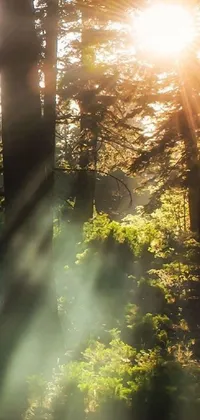 This stunning live wallpaper features a peaceful forest setting with god rays passing through the trees