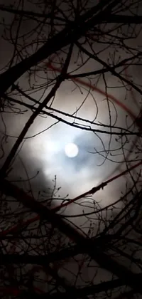 This live wallpaper for mobile phones features an enchanting scene of a full moon shining through the branches of a tree