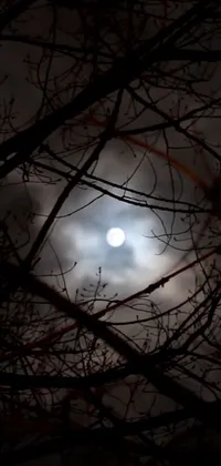 This mesmerizing live wallpaper features a full moon peaking through tree branches surrounded by clouds and an alluring ethereal light