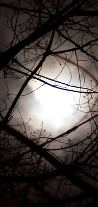 This phone live wallpaper features a full moon shining through the branches of a tree