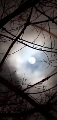 This live wallpaper for your phone showcases the allure of a full moon as it peers through tree branches