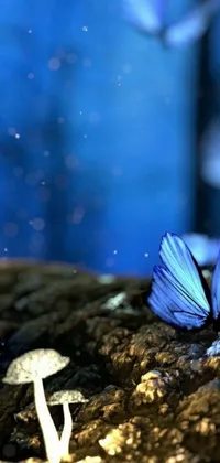 This live wallpaper features a stunning macro photograph of several butterflies sitting on dirt, with a beautiful forest background